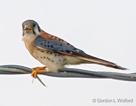 Kestrel With A Catch_33981.jpg - Male American Kestrel (Falco sparverius) photographed along the Gulf coast near Port Lavaca, Texas, USA.